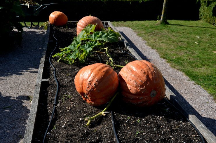 Pumpkins growing in raised bed