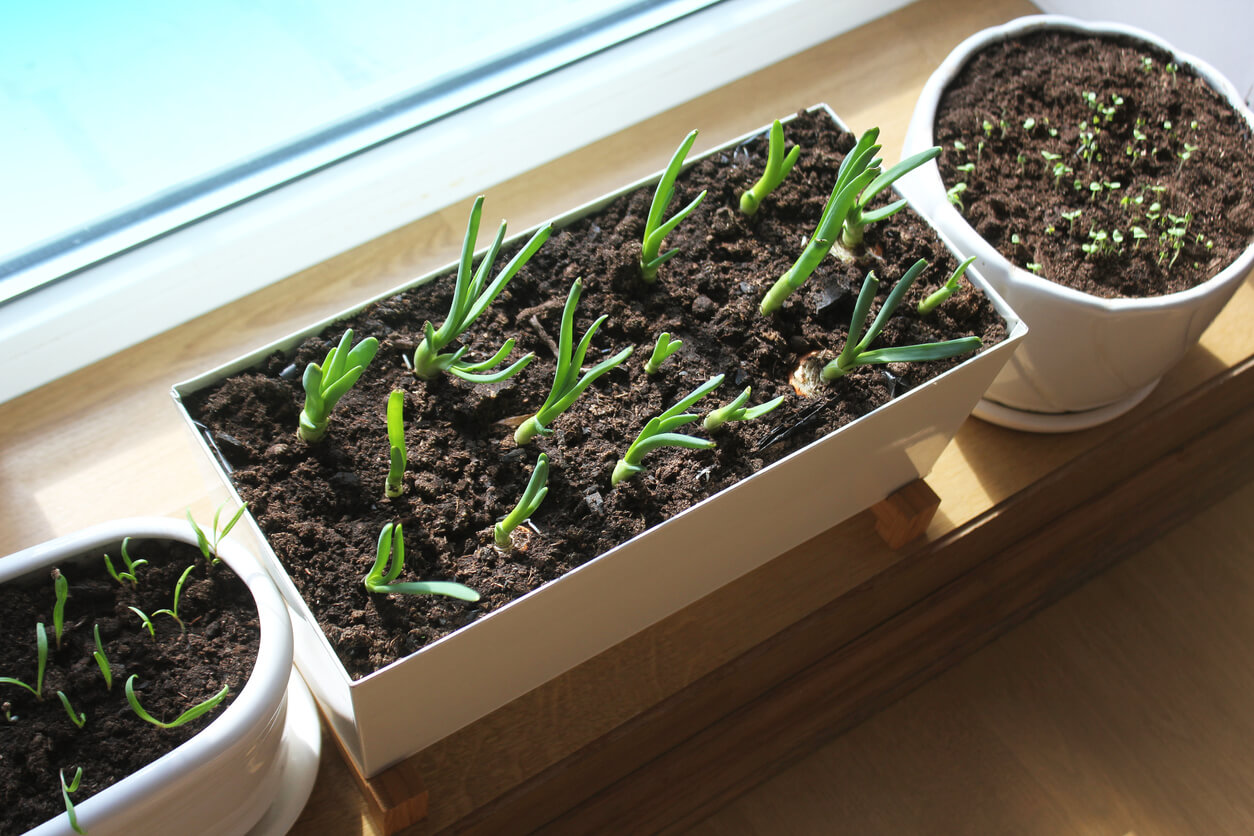 Young seedling of onion, basil, spinach growing in pot on windowsill . Gardening concept.