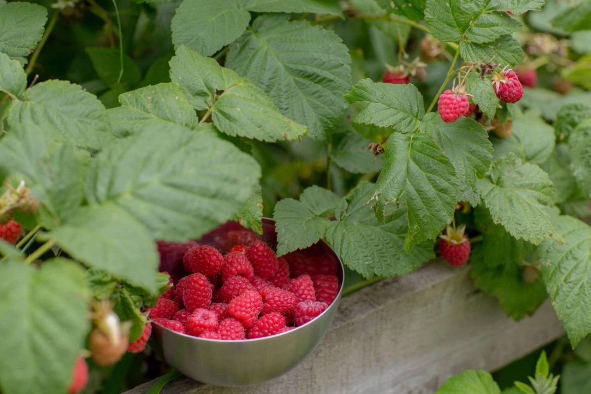 ways to use raspberries