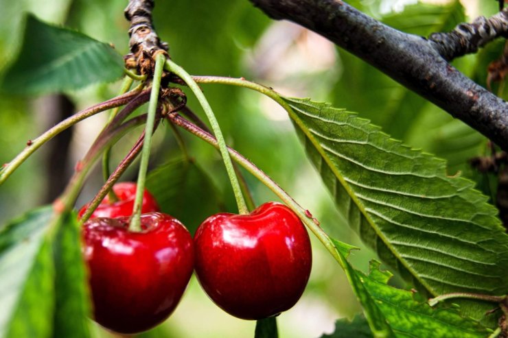 how to make your cherries bigger