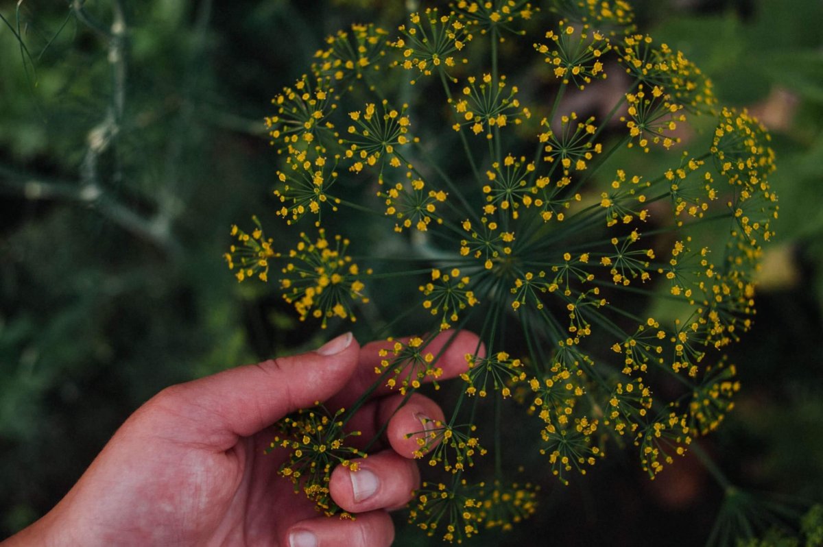 savory herbs