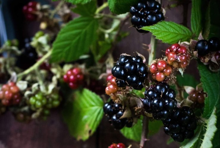 how to stop blackberry bushes from spreading