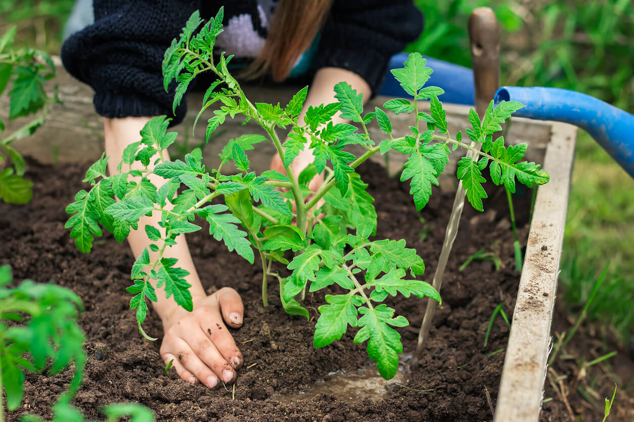 The child takes care of the plant and waters it. A kid's hand puts ground under a green tomato Bush to help it grow and protect it. The concept of caring for plants and growing organic products.