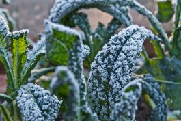 The 15 Do’s and Don’ts of Gardening in the Winter Months