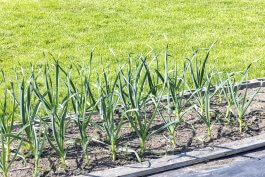 Sun and Soil Requirements for Growing Garlic