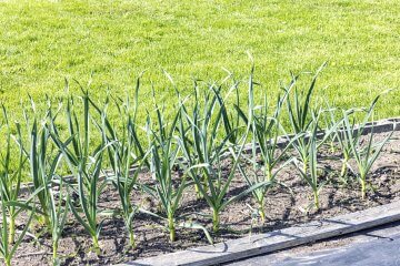 Rows of Garlic Plant Stalks Growing in a Home Vegetable Garden