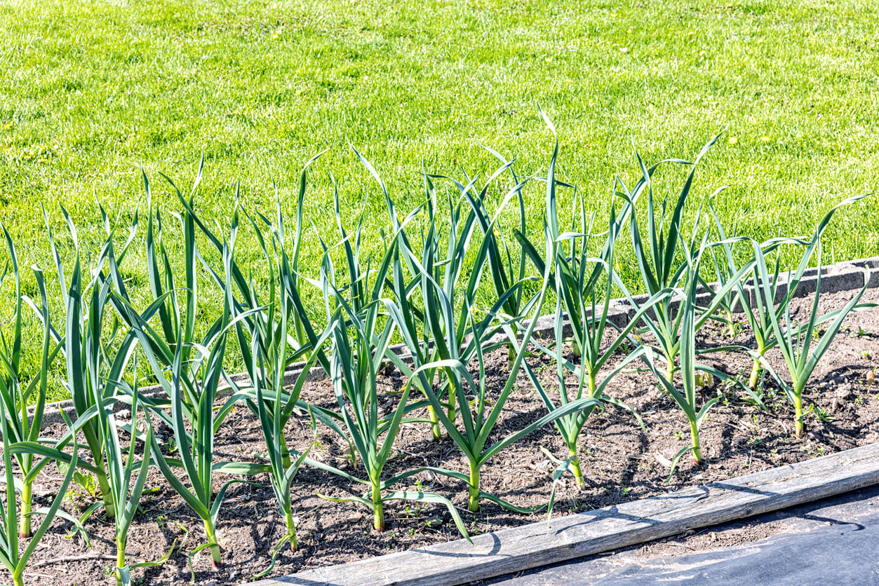 Rows of Garlic Plant Stalks Growing in a Home Vegetable Garden