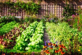A Year in Vegetable Gardening: Harvesting Memories and Planting Dreams