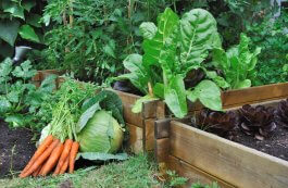 12 Secrets to Planning Your Vegetable Garden for an Abundant Harvest