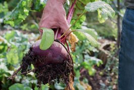 Beets Companion Plants for the Garden