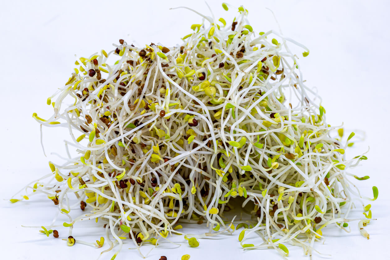A pile of alfalfa and broccoli sprouts 