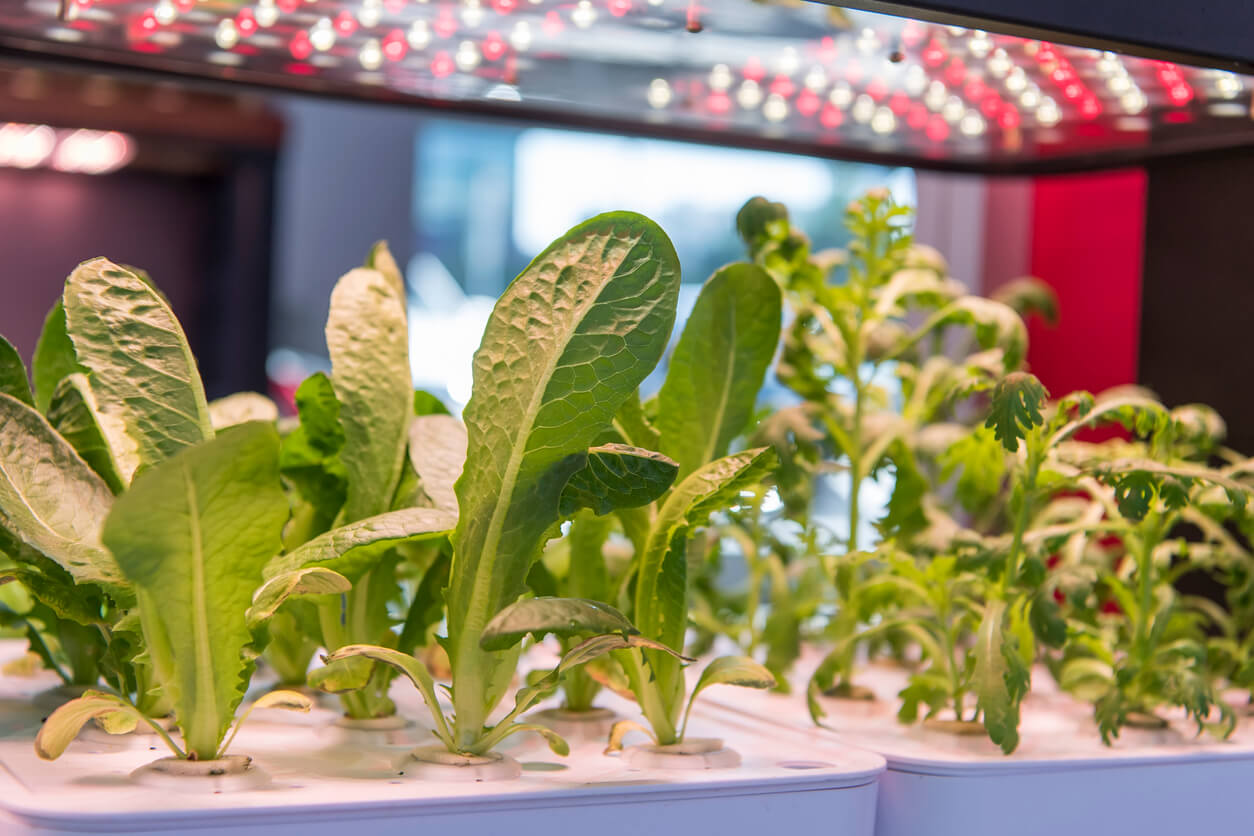 Greenhouse vegetables Plant with Led Light Indoor Farm Technology