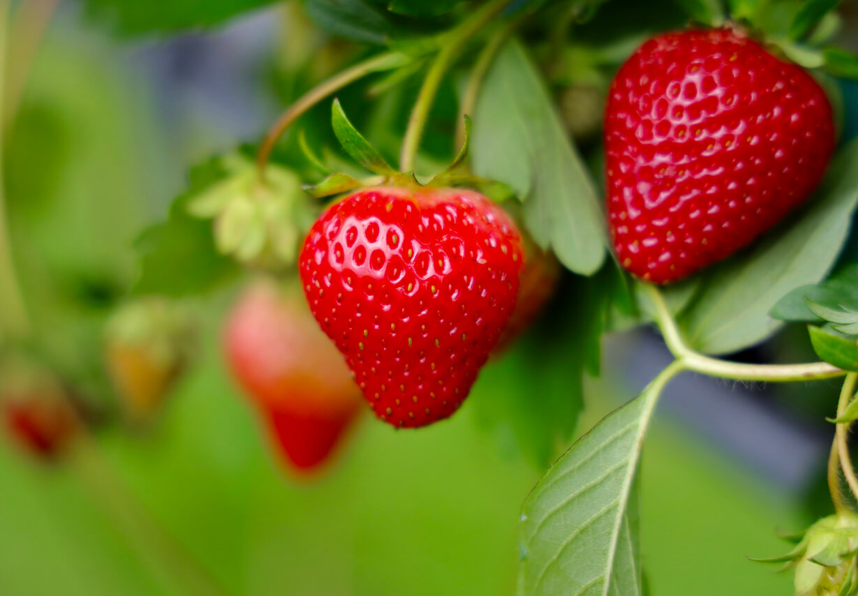 Strawberry fruits in growth at farm field