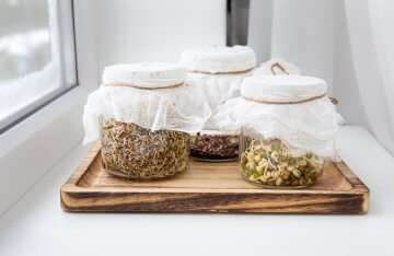 Various seed sprouts growing in glass jars