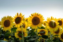 The 9 Best Sunflowers to Grow This Season