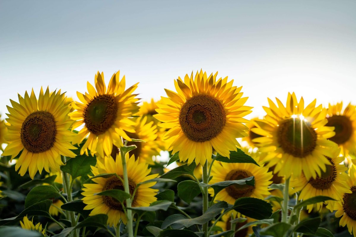 The 9 Best Sunflowers to Grow This Season Food Gardening Network