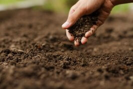 DIY Soil Testing for Vegetable Gardens