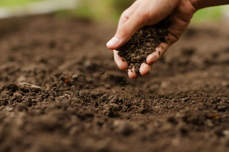 hand checking soil on ground at vegetable garden