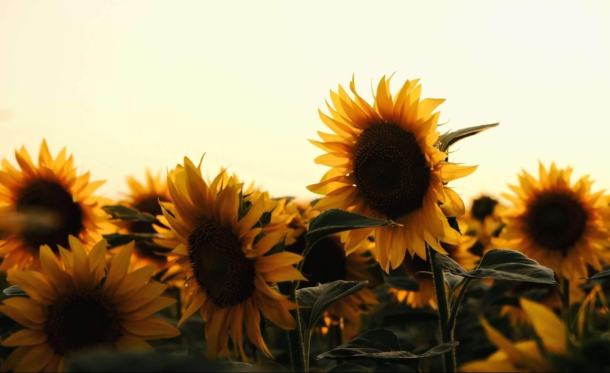 best sunflowers to grow