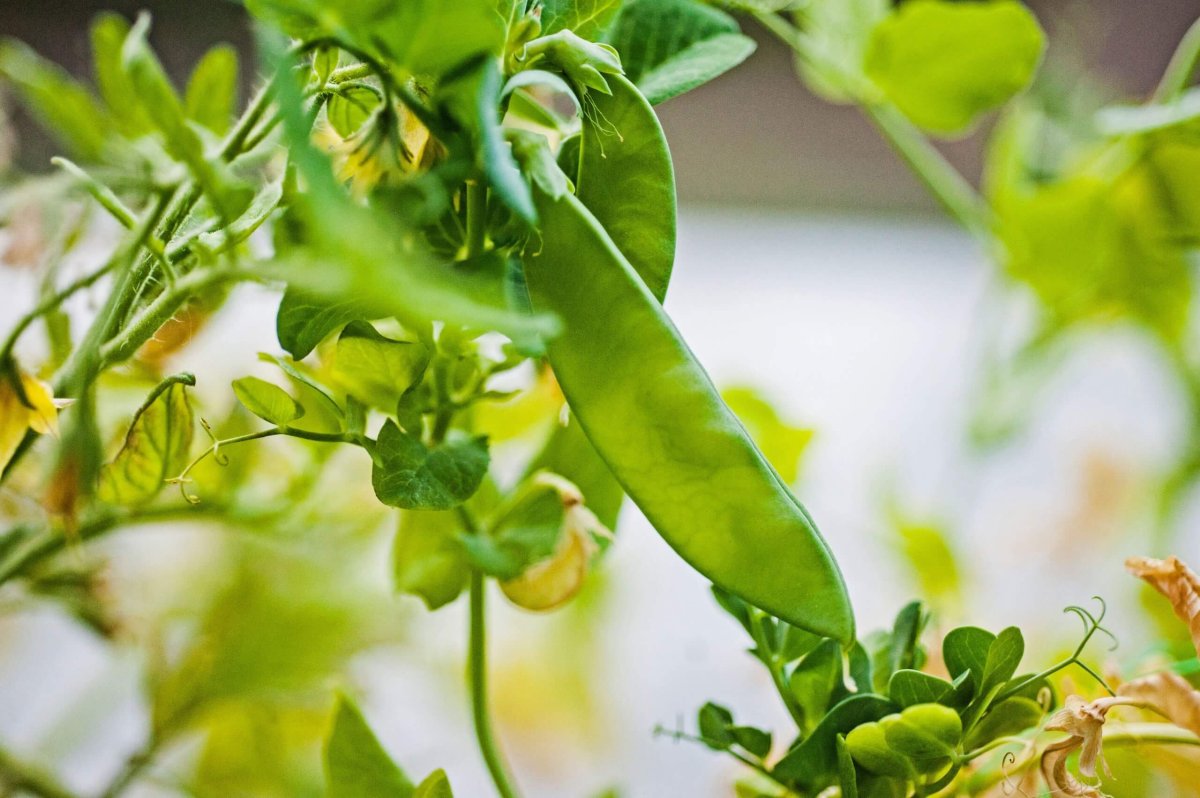 Why Are My Pea Plants Turning Yellow? Food Gardening Network