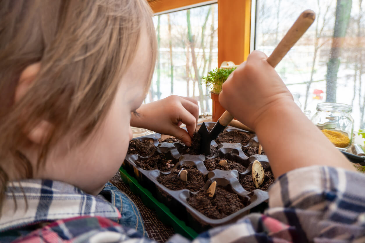 boy plants pumpkin and peas seeds in peat tablets in a mini greenhouse