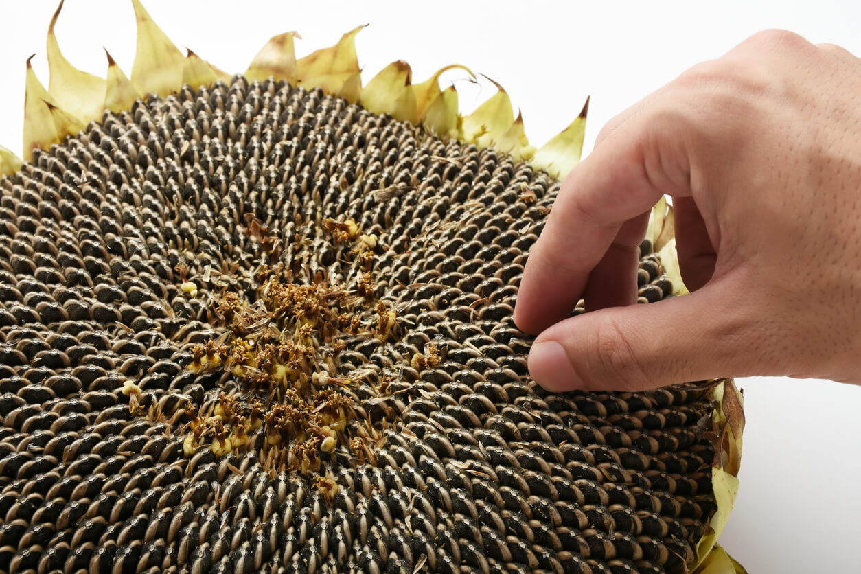 Gardener handpicking sunflower seeds from a dried seed head