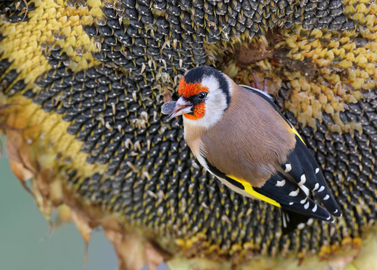 Goldfinch eating sunflower seeds from a sunflower