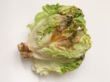 lettuce with rotten leaves in bad condition
