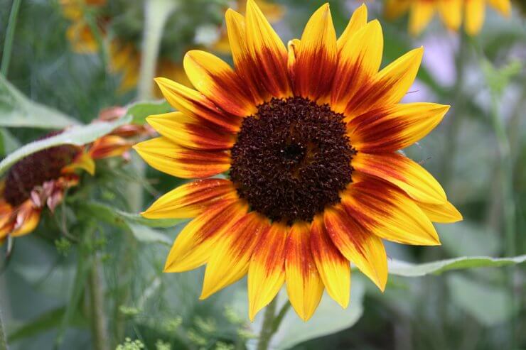 Ring of Fire Sunflower