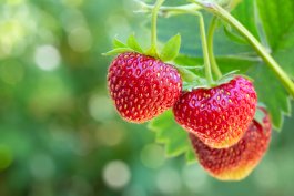 How to Choose the Best Lights for Growing Berries Indoors