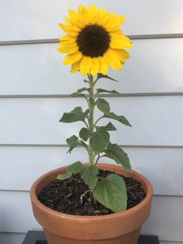 Sunflowers growing in pots on a balcony