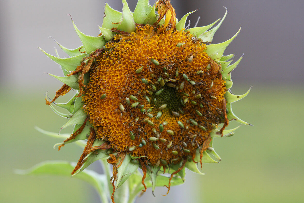 Sunflower head invaded and eaten by aphids