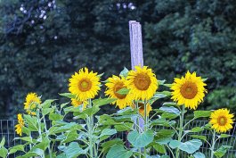 Planting Sunflower Plants in the Ground or in Raised Beds