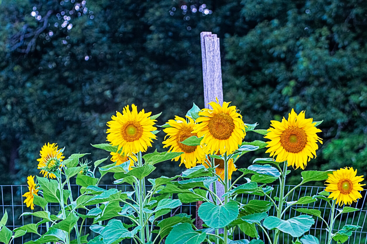 Sunflower plants growing along a fence in the garden