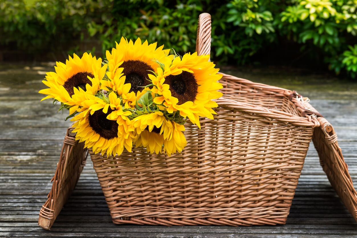 Sunflowers harvested in a basket