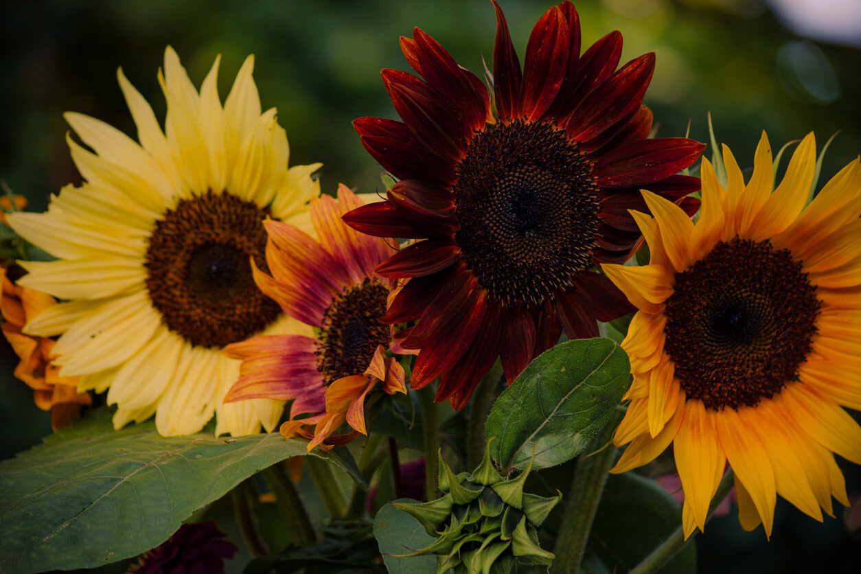 Vibrant colorful variety of natural sunflowers