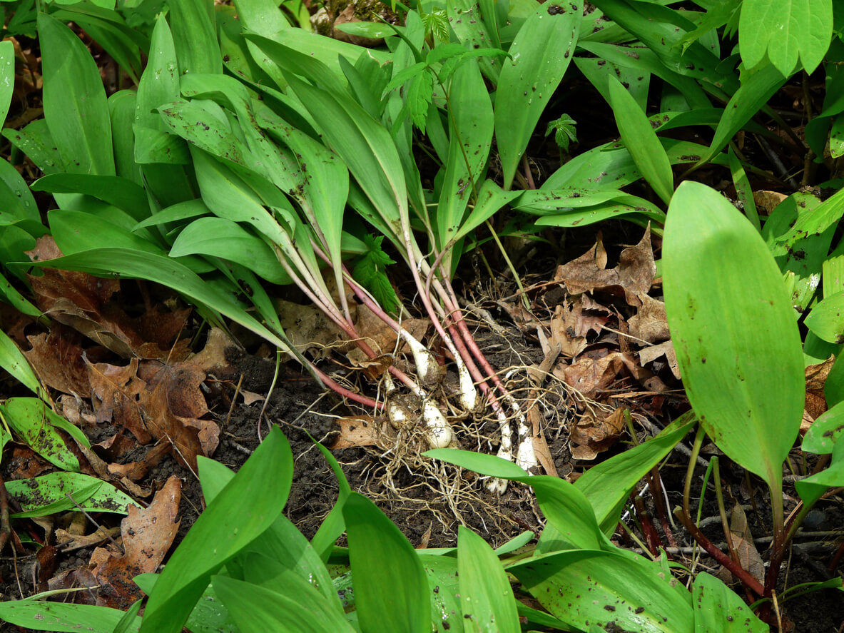 Wild leek bulbs