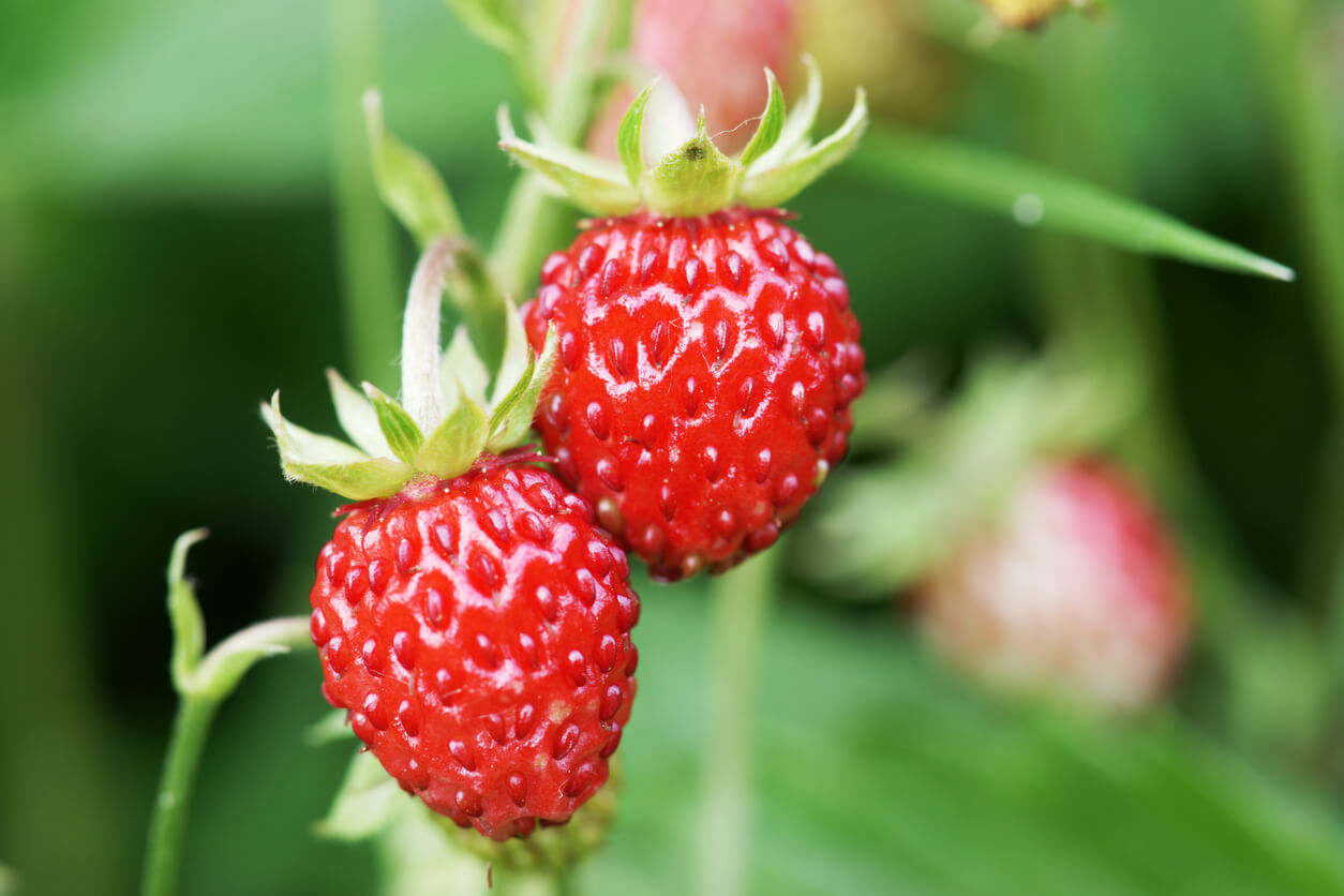 Wild strawberries