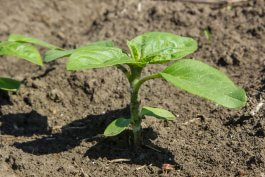 Sun and Soil Requirements for Growing Sunflower Plants