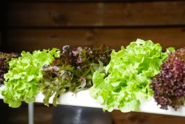 7 Causes of Hydroponic Root Rot and 7 Solutions