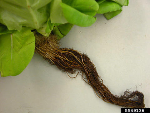 hydroponic root rot