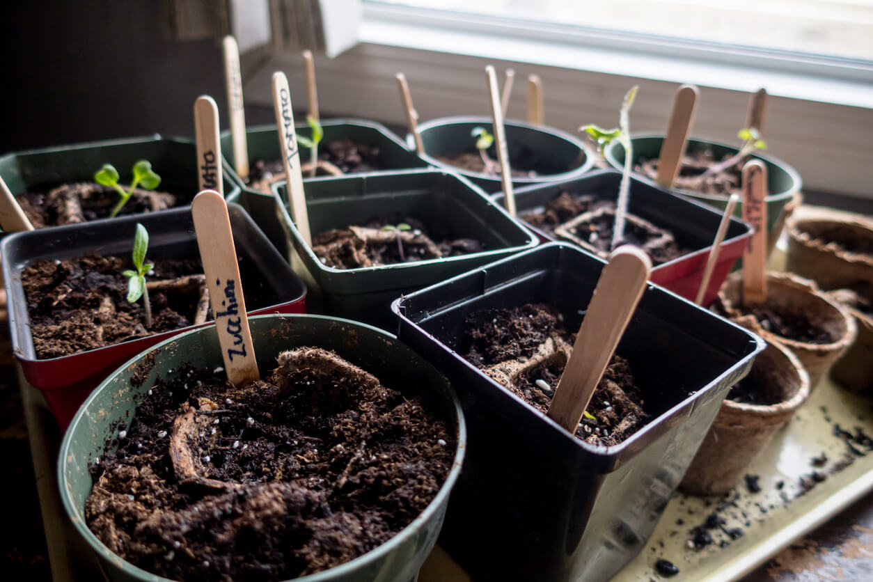 Variety plants