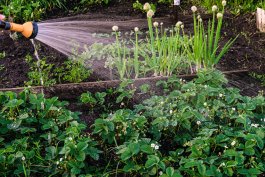 Watering A to Z: Everything You Need to Know About Watering Your Garden