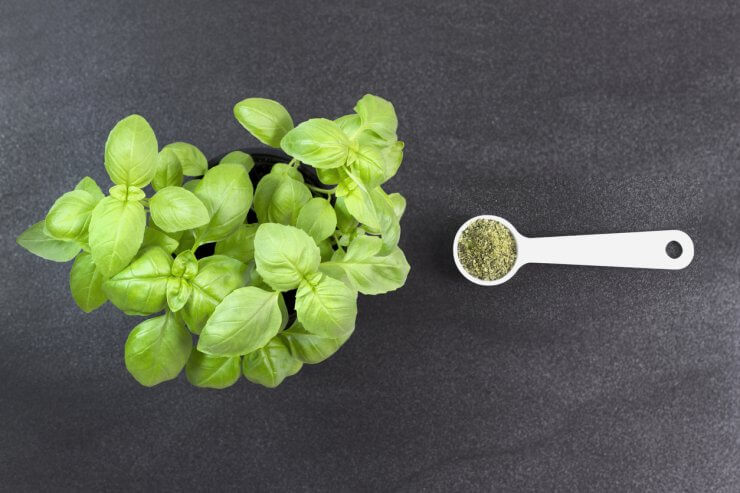 Fresh and dried basil on dark background