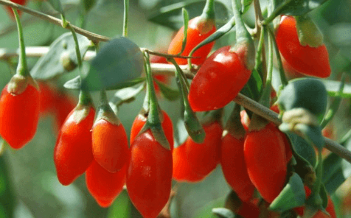 The 10 Best Berries to Grow in Your Garden Food Gardening Network