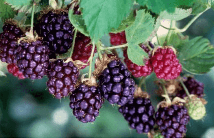 best berries to grow