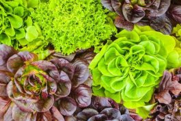 Health Benefits of Veggies Grown Above Ground