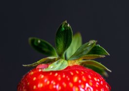 The 10 Best Berries to Grow in Your Garden