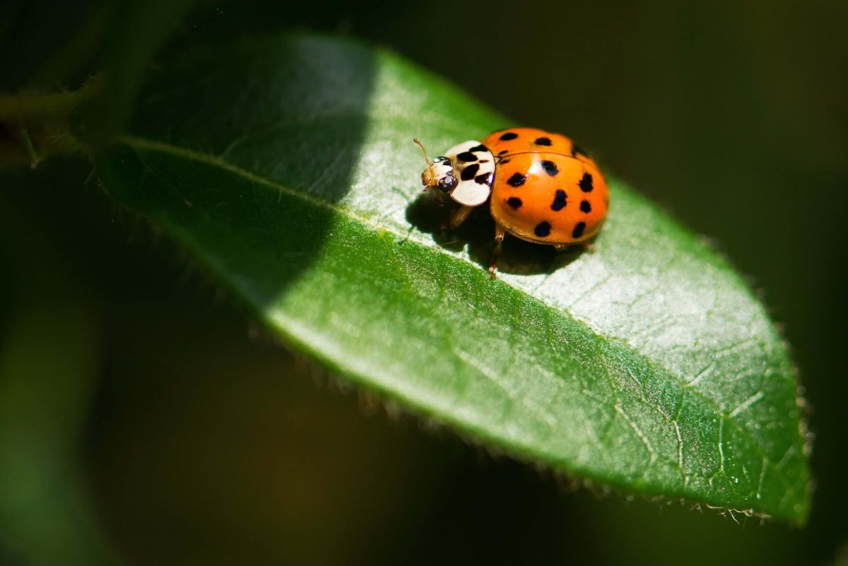 how to attract ladybugs 