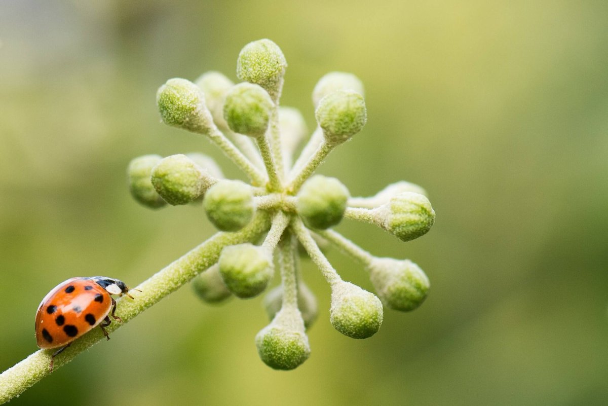 Attracting and Keeping Ladybugs in Your Garden! Learn about these darling  dainty beetles and how to attract them to your landscape! Now at  !